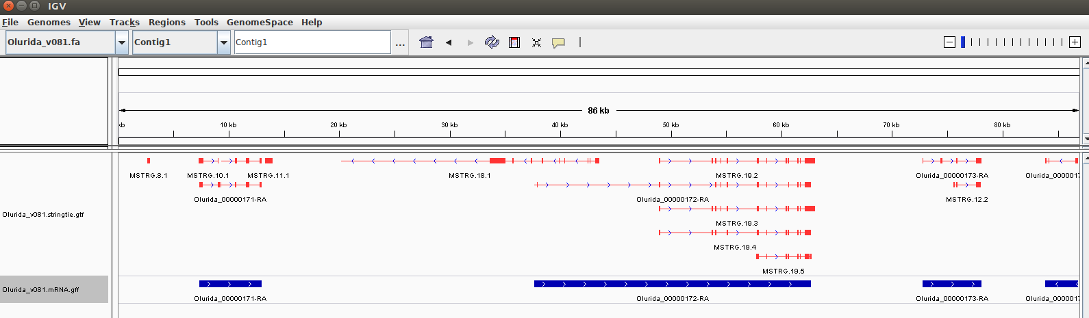 IGV screencap showing Strintie isoforms