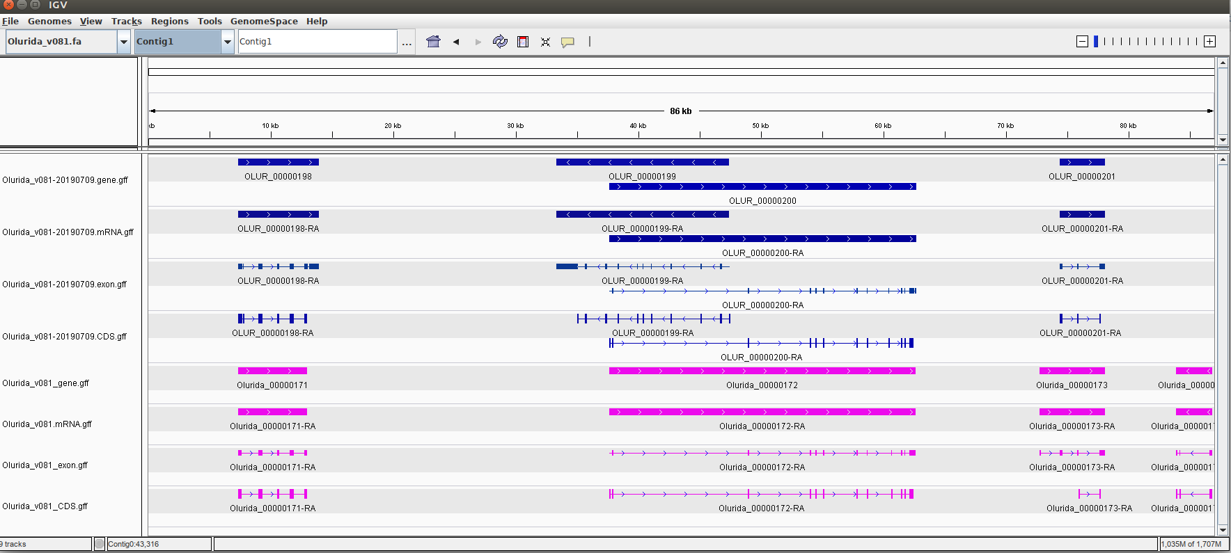 IGV screencap showing additional annotations in current v081