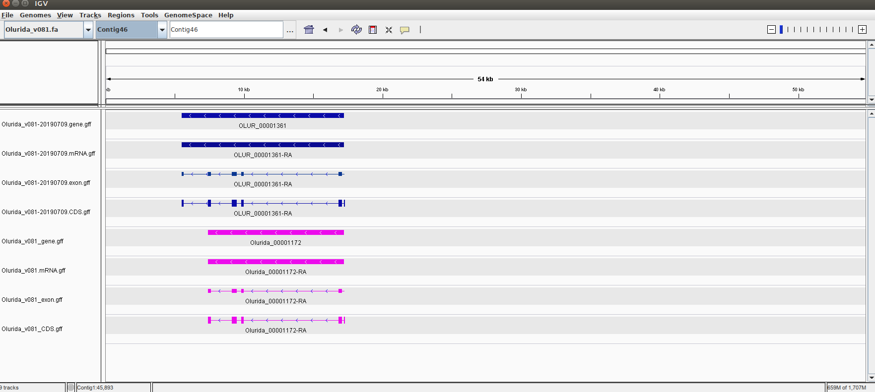 IGV screencap showing differences in gene/CDS annotation