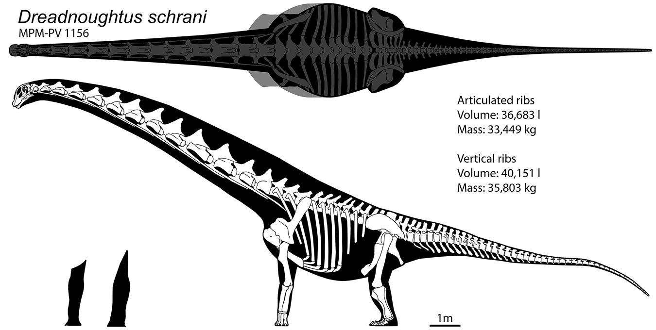 *Dreadnoughtus* mass estimates for articulated & disarticulated rib cages, Hartman (2020).