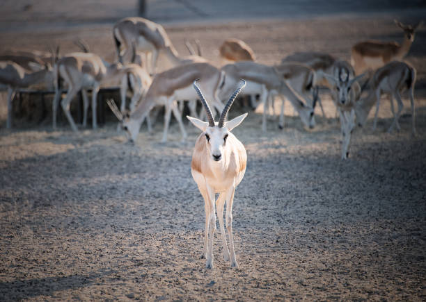 arabian gazelle pic 12.jpg