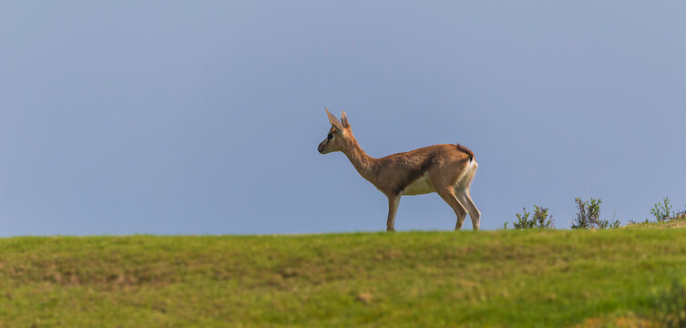 arabian gazelle pic 6.jpg