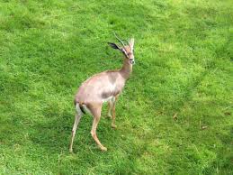 arabian gazelle pic 7.jpg