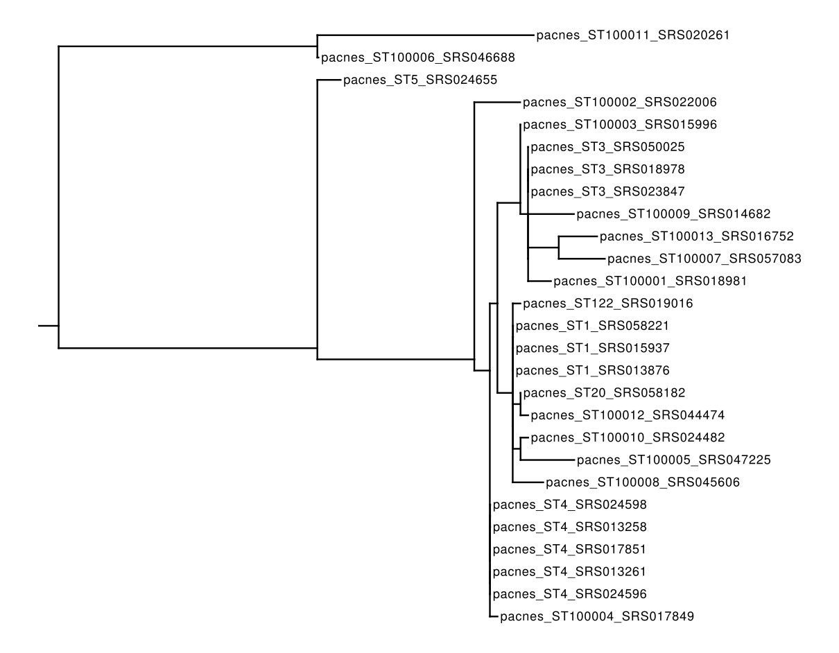 Tree generated with RAxML