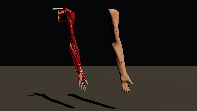A six-foot male right arm and hand turn twice: bones, joint tissues and muscles on the left, the skin and the hair on the right