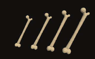Four femurs of different stature and sex turn under a lamp