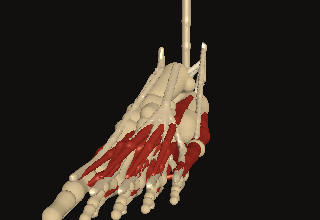 A six-foot male right foot turns, with bones, ligaments and muscles connected