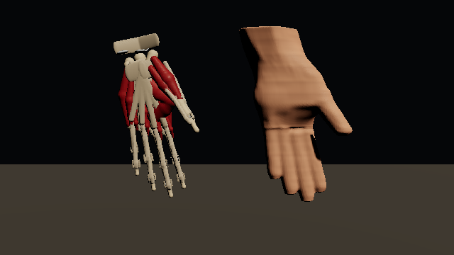 A six-foot male right hand turns twice: bones, joint tissues, muscles and tendons on the left, the skin and the hair on the right