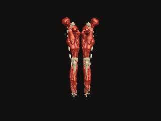 Both six-foot male legs turn with bones and muscles, hips set ten centimeters from the midline