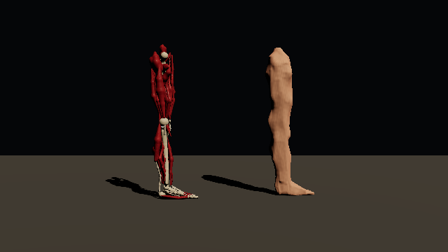 A six-foot male right limb turns twice on a floor, once dissected and once in one skin