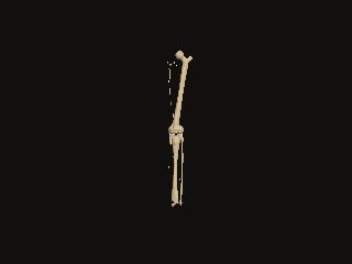 A six-foot male right leg turns with bones, lymph nodes and lymphatic trunks