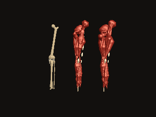 A six-foot male right leg as bones, untoned muscle and toned muscle