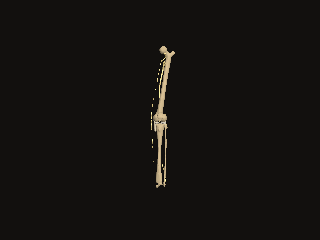A six-foot male right leg turns with bones and named peripheral nerves