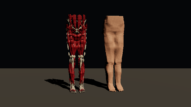 A six-foot male lower body turns twice: bones, ligaments and muscles on the left, one skin on the right