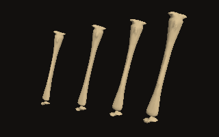 Four tibias of different stature and sex turn under a lamp
