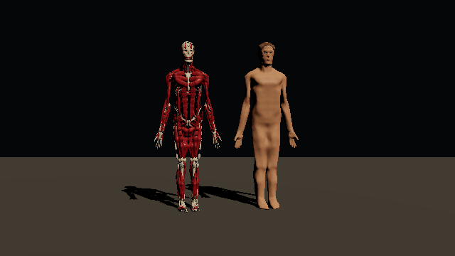 A six-foot male body, arms and head included, turns twice: bones, joint tissues and muscles on the left, the skin on the right