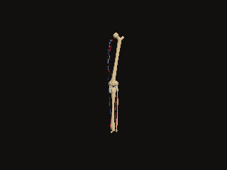 A six-foot male right leg turns with bones and named arteries and veins
