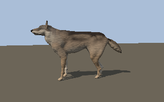 A wolf walks one stride, seen from the side