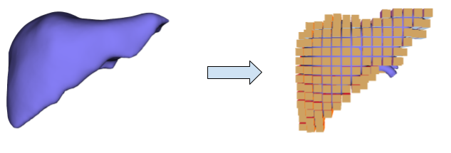 parenchyma_model.png