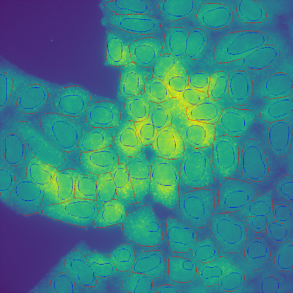 Cytoplasm boundaries