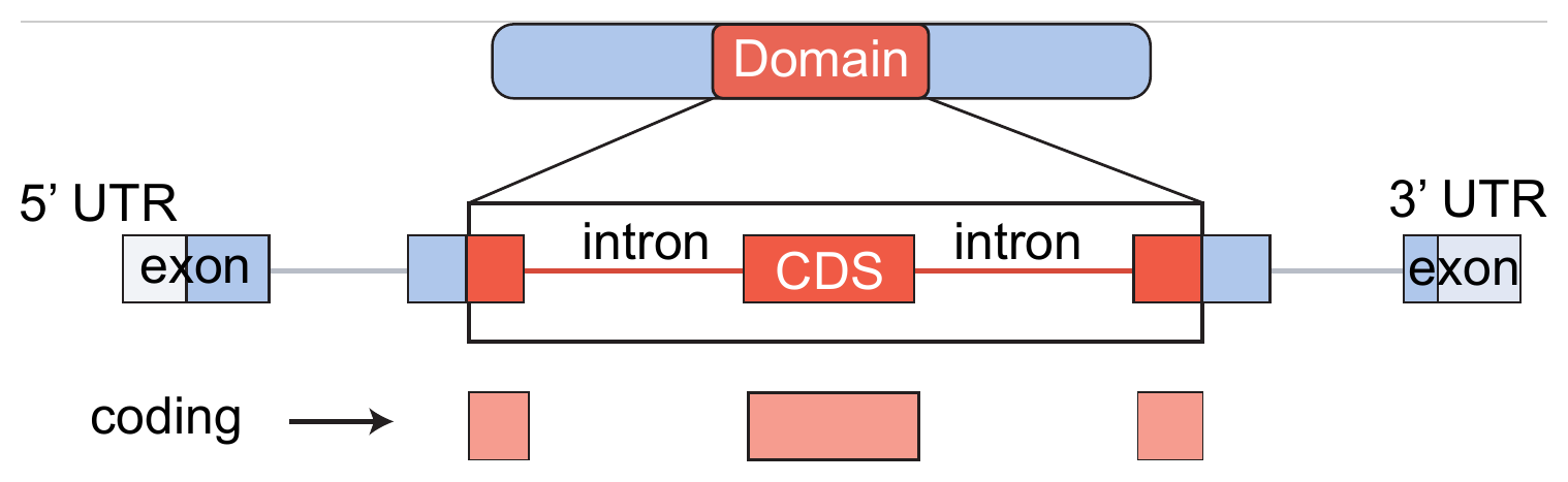 coding output: the CDS exons that code the domain