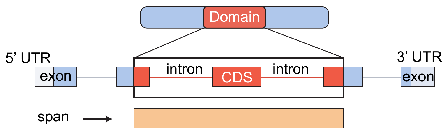 span output: one genomic envelope from first to last domain-coding base