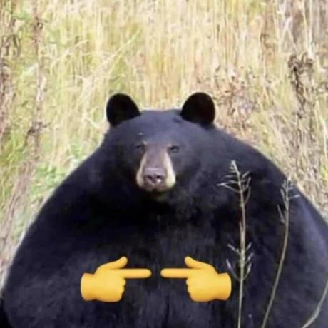 SunBear1