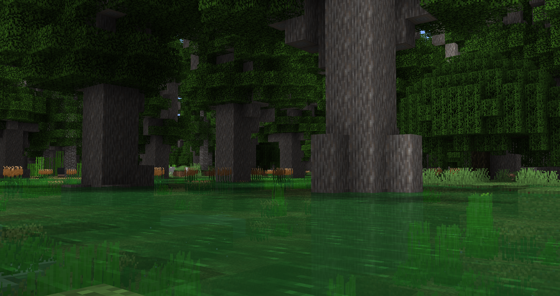 Cypress Swamp