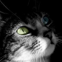 TigerInYourDream