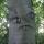 Trummler12