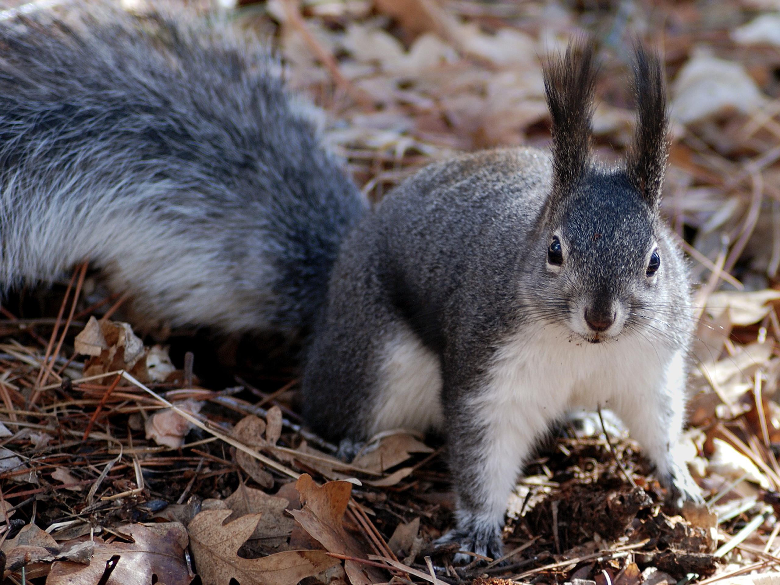 gray_squirrel_another.jpeg