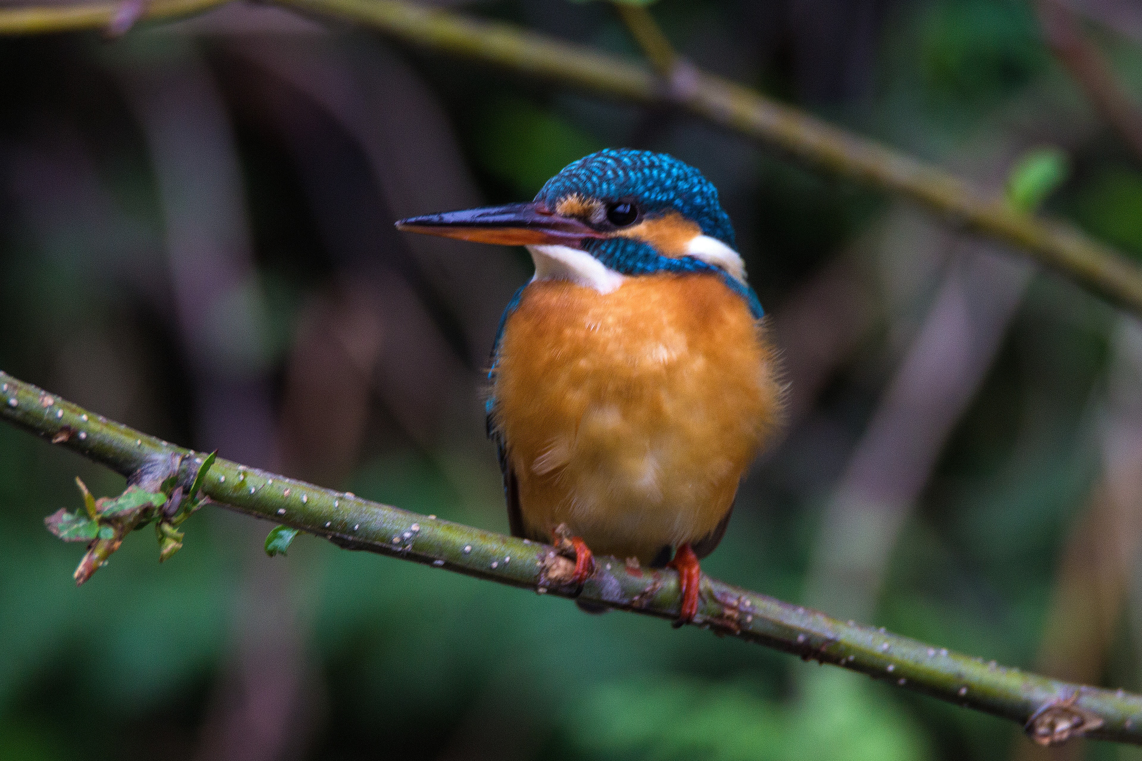 common_kingfisher_by_sudhir_reddy.jpg