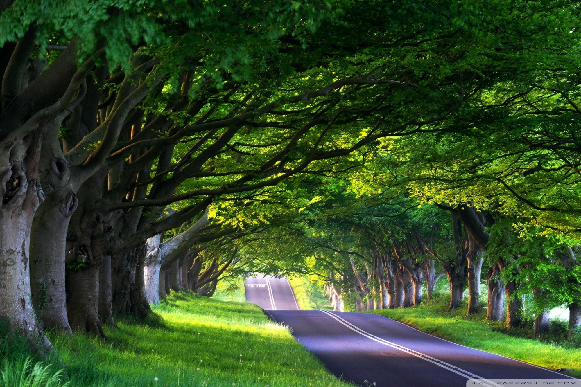 tree_road.jpg