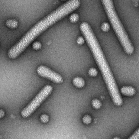 VirologyCharite