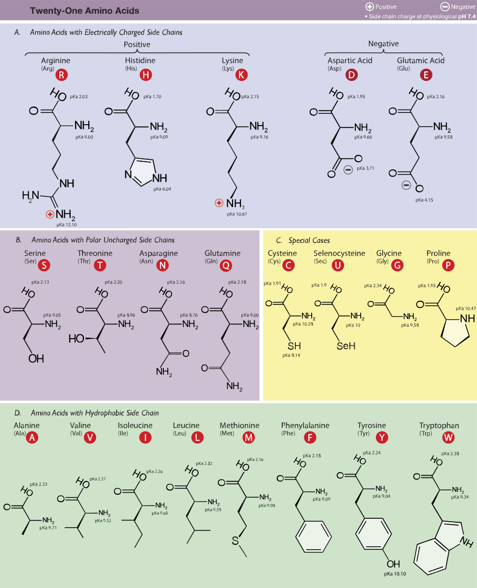 Amino_Acids.svg.png