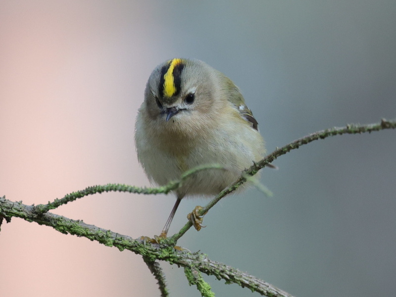 goldcrest.jpg