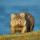 Wombat-Foundation