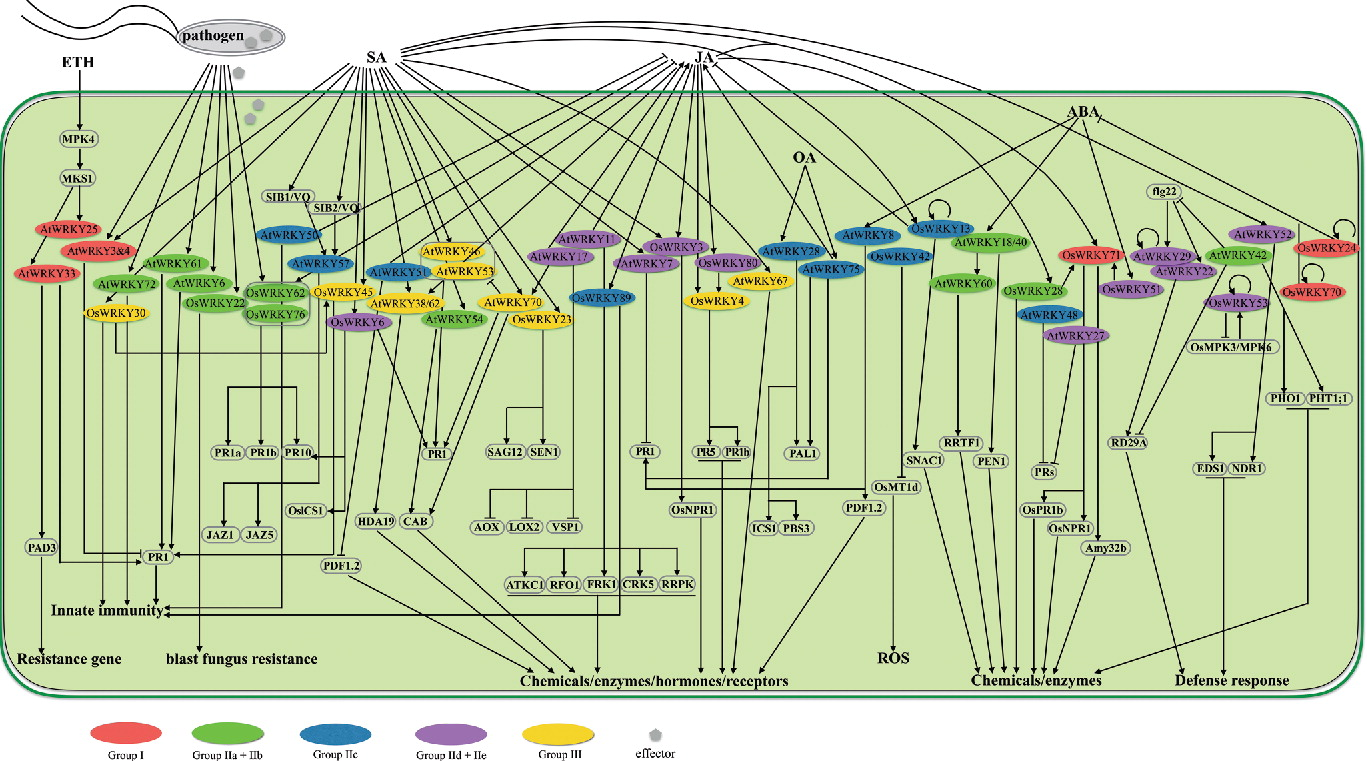 WRKYs in plant biotic stress signaling network