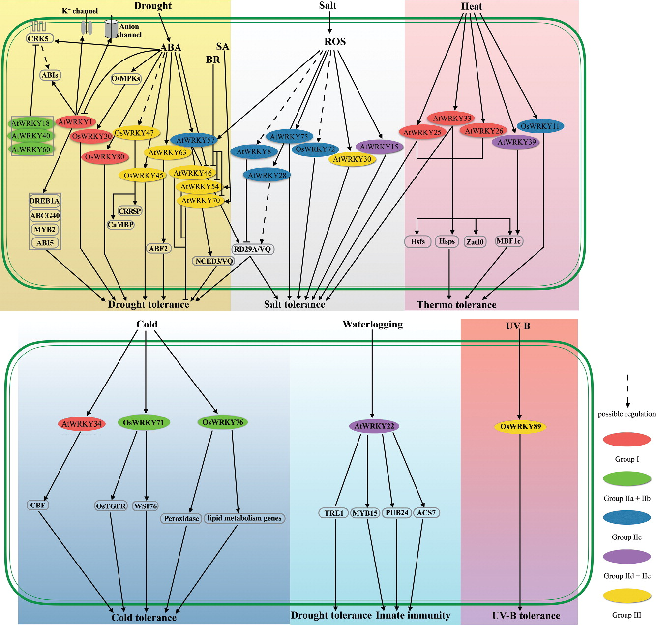 WRKYs in plant abiotic stress signaling network