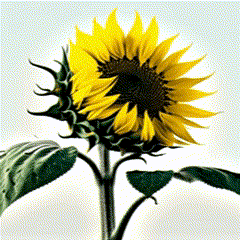 sunflower.gif