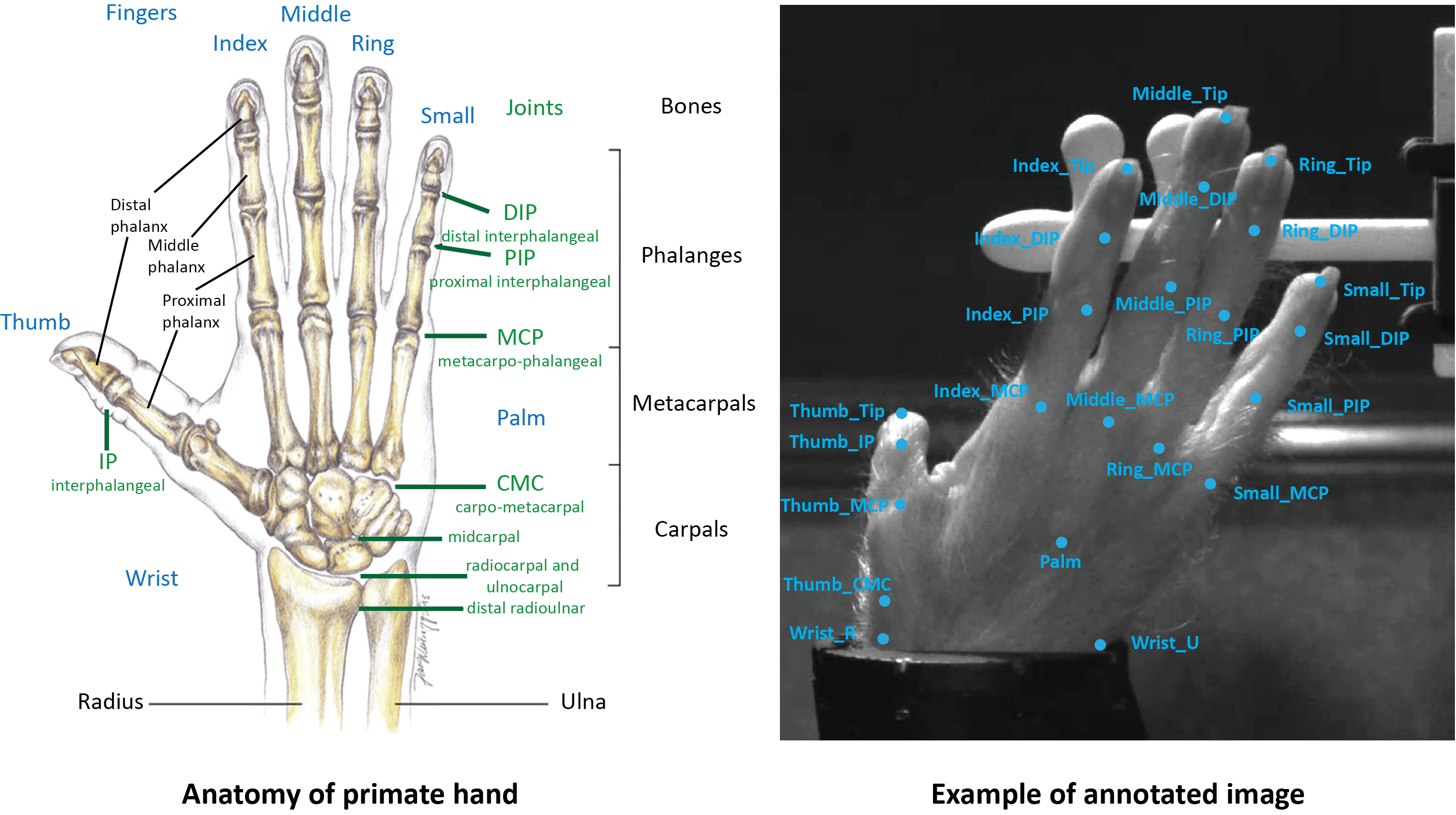 Hand_annotation_example.png