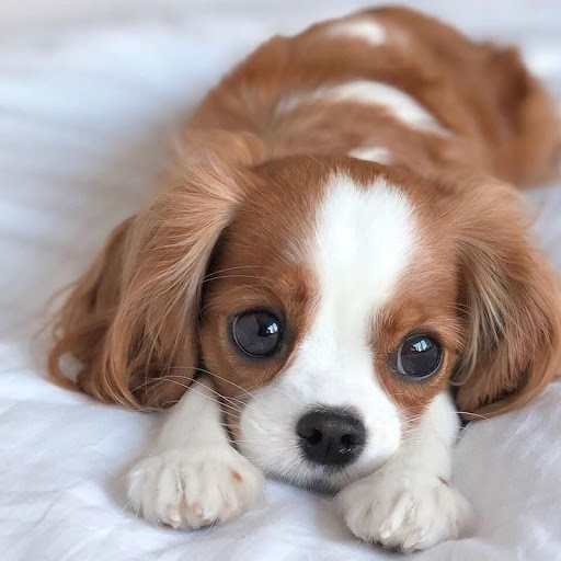 A (cute) puppy