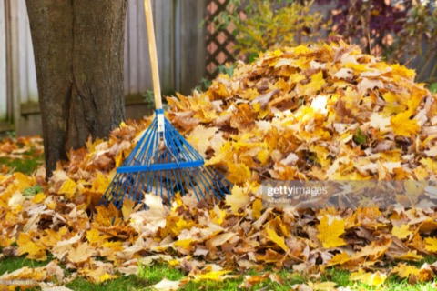 raking_leaves.jpg
