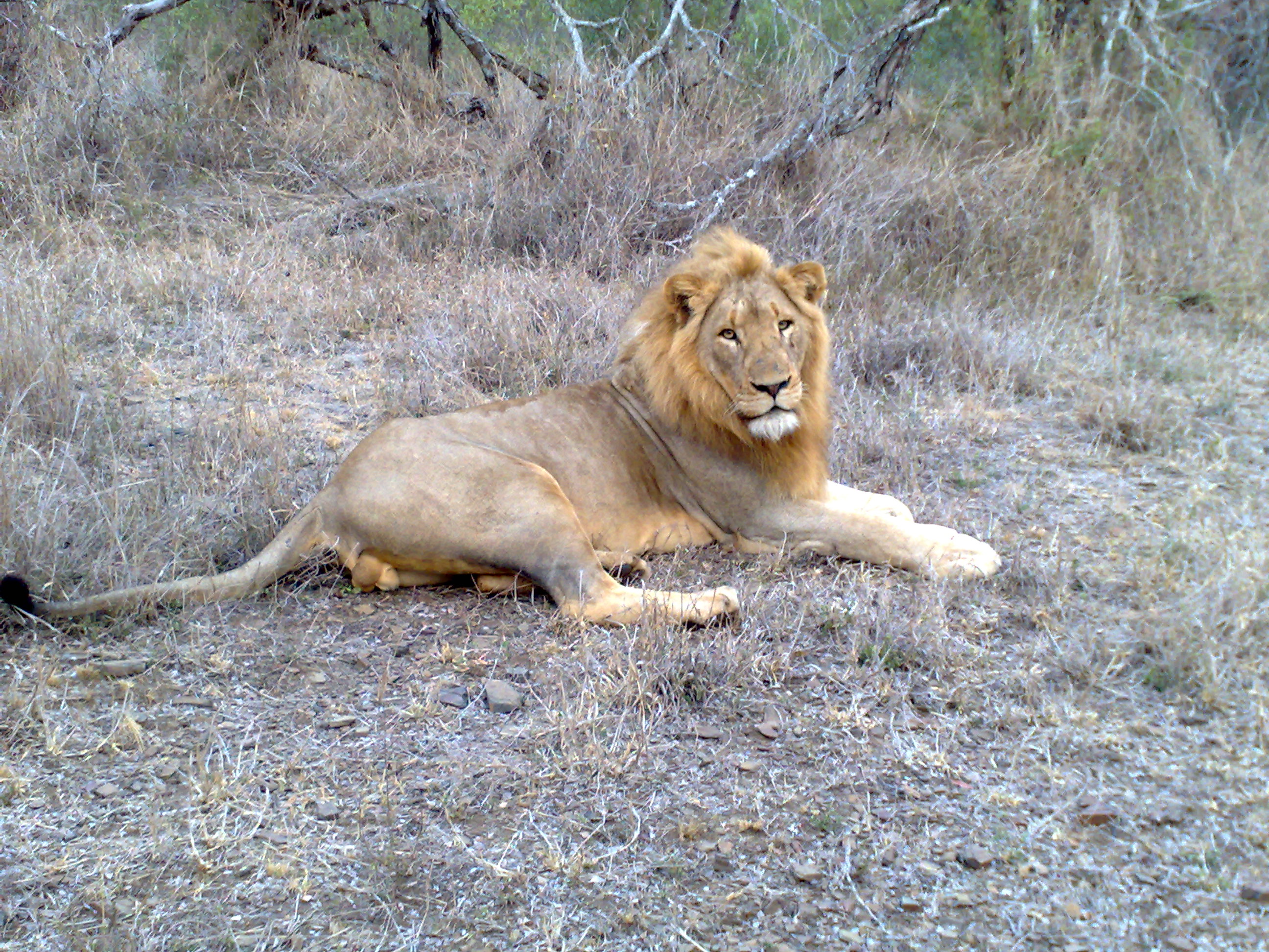 Thanda Lion