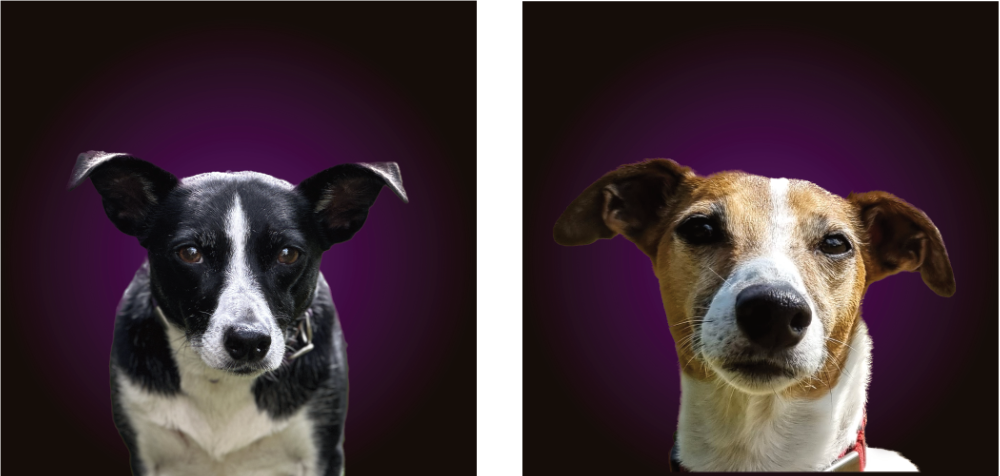 dogs.png
