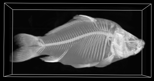 carp-xray2.png