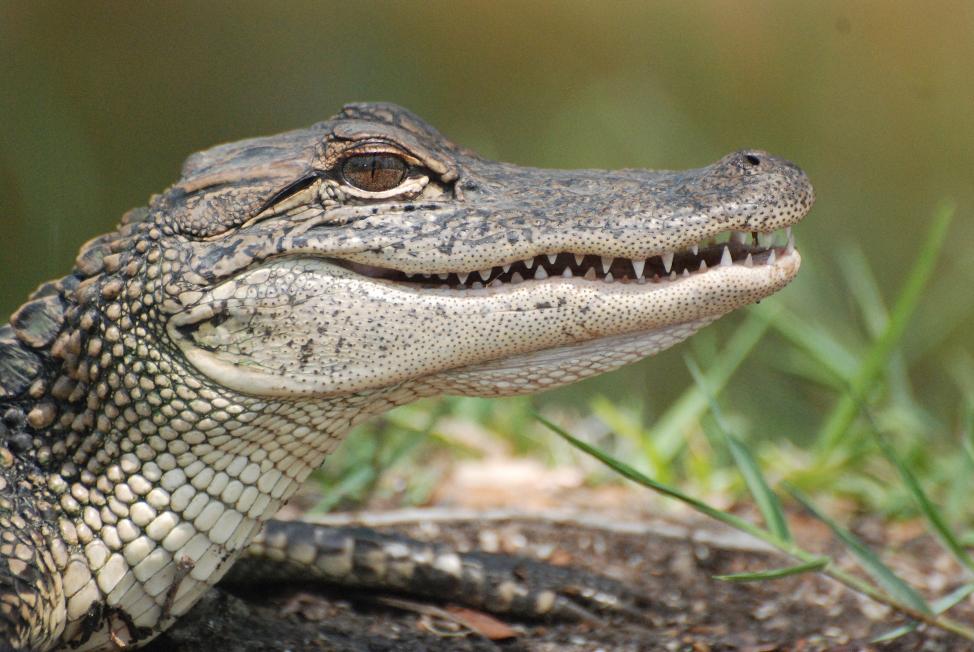 american-alligator.jpg