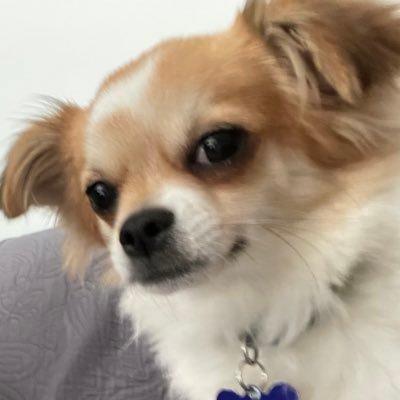 alextesy