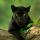 ammarhakim