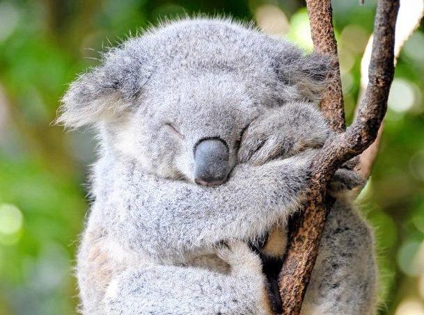 sleepy_koala.jpg